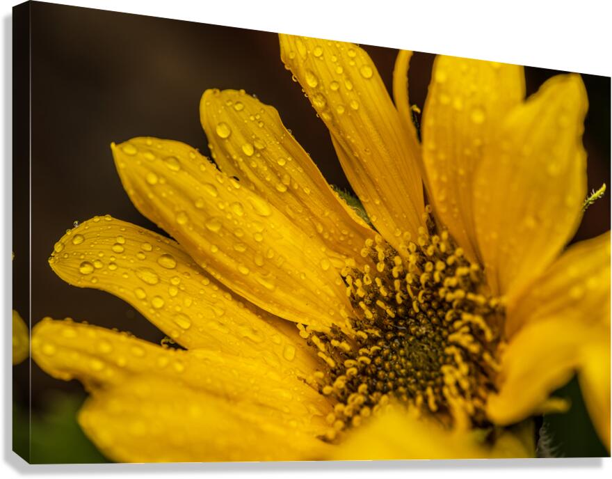 Sunflower Canvas Print