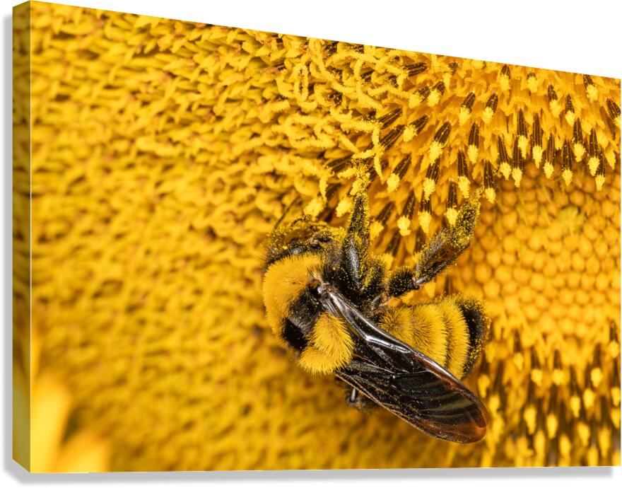 Sunflow Bee Canvas Print