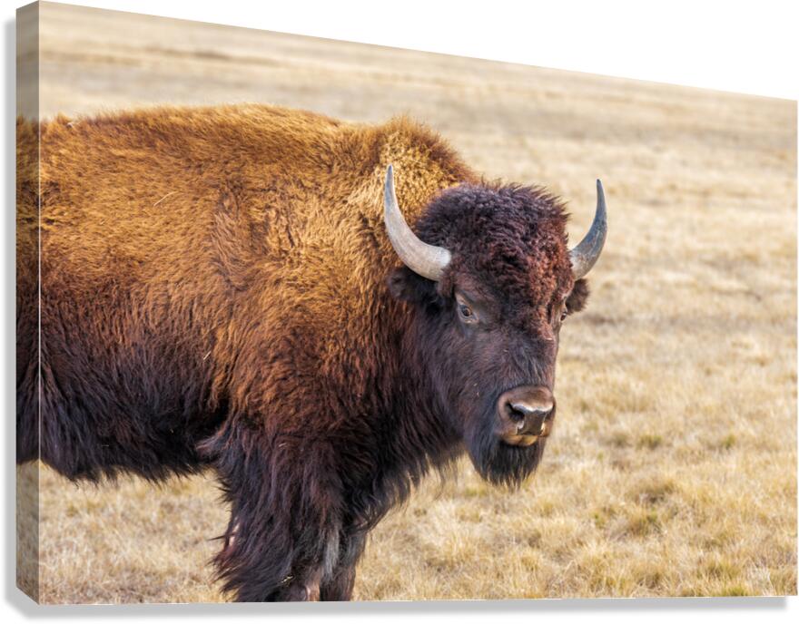 Camp Verde TX. Canvas Print