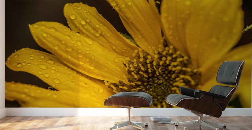 Sunflower Wall Murals