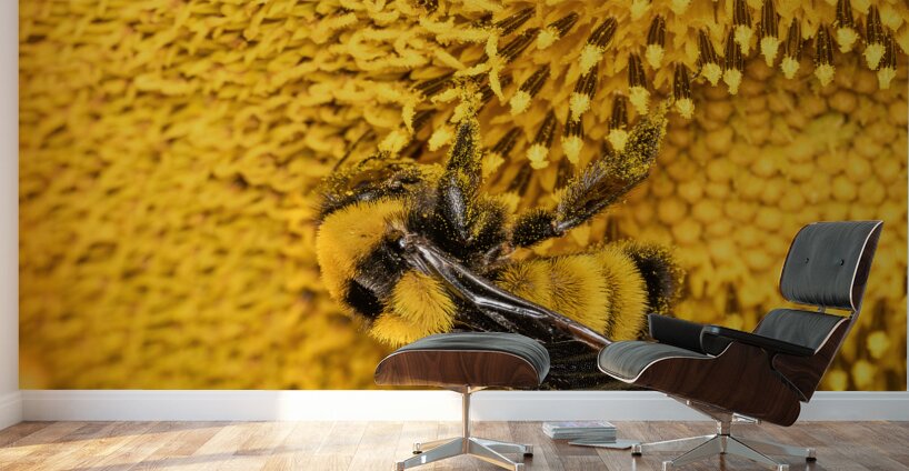Sunflow Bee Wall Murals