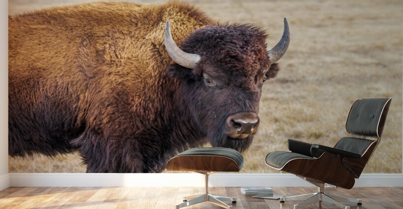 Camp Verde TX. Wall Murals